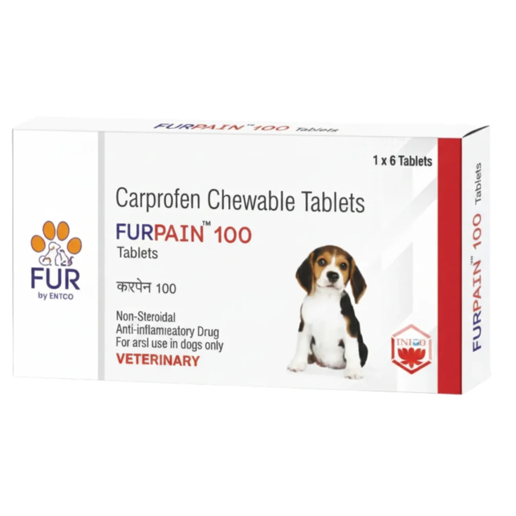 Dogs New Launch